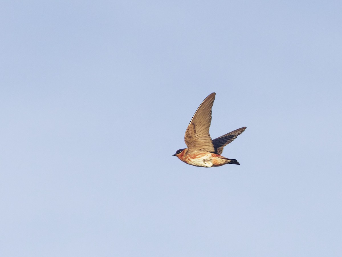 Cave Swallow - ML618371025