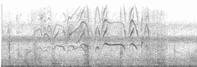 Kara Karınlı Islıkçı Ördek - ML618371038