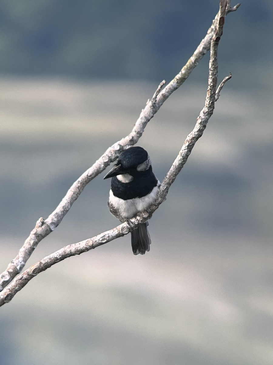 Black-breasted Puffbird - ML618371072
