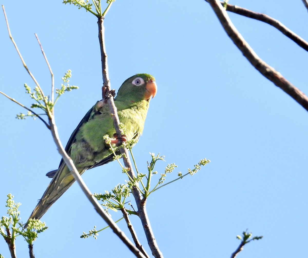 Cuban Parakeet - Susan Fleck