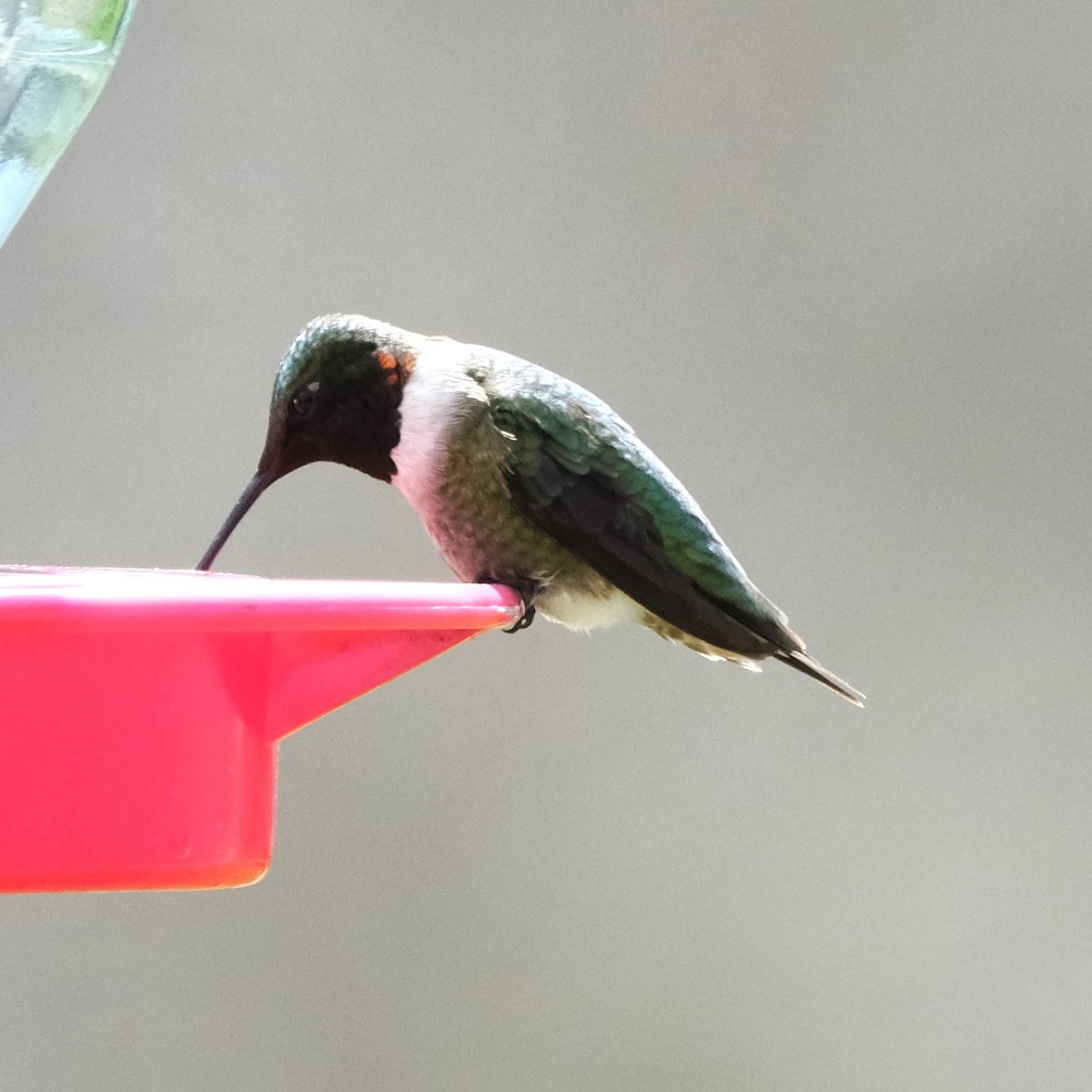 Ruby-throated Hummingbird - Kerry Diskin