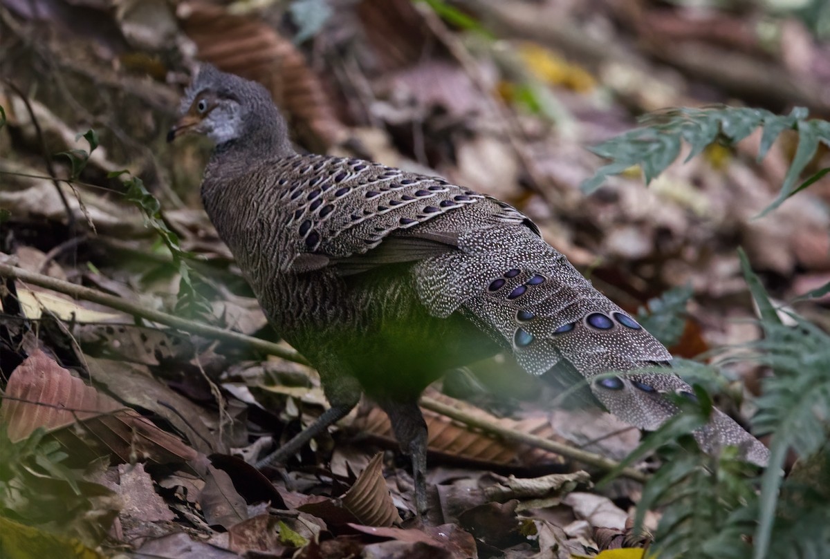 Gray Peacock-Pheasant - Shekar Vishvanath