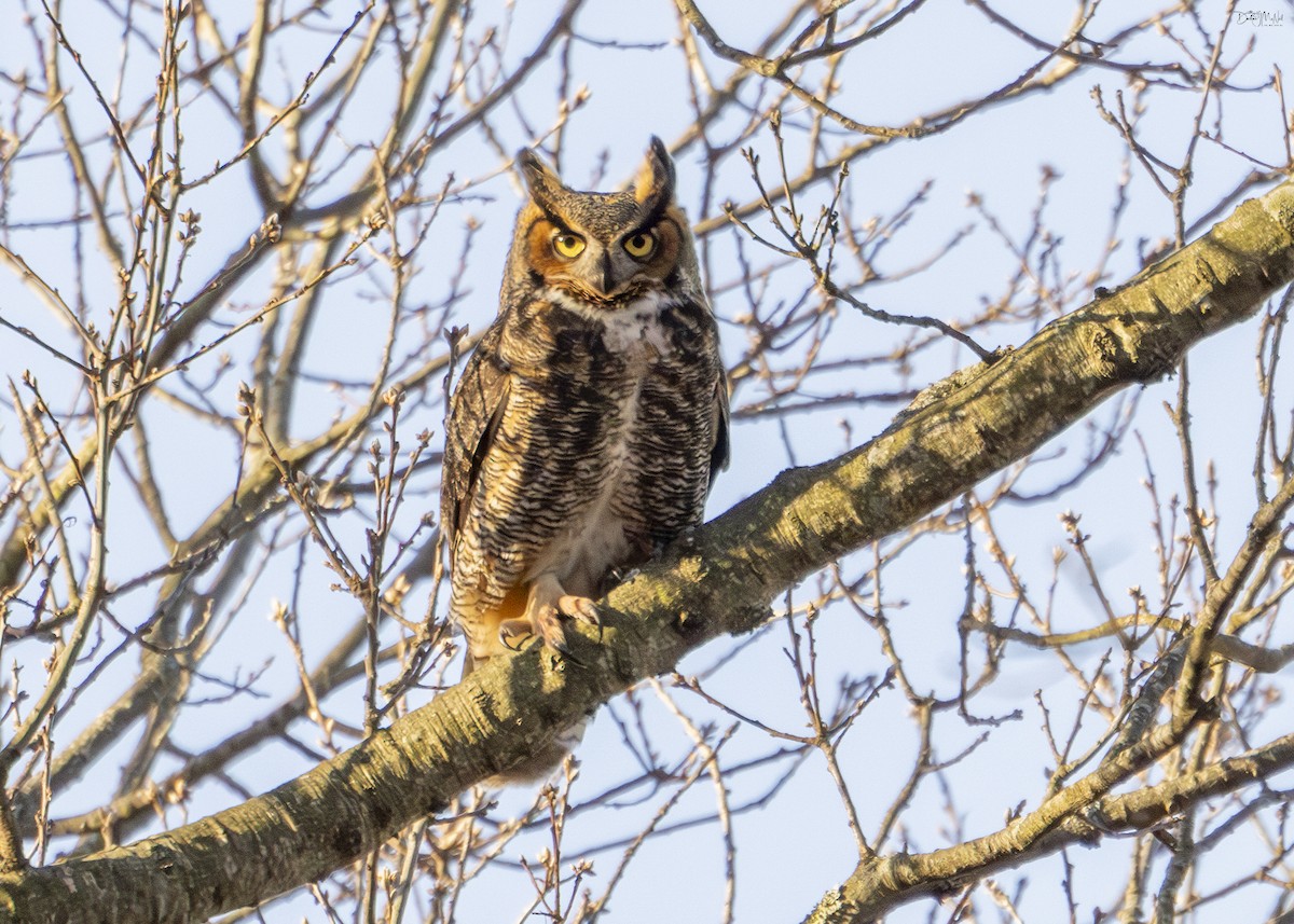 Great Horned Owl - ML618371148