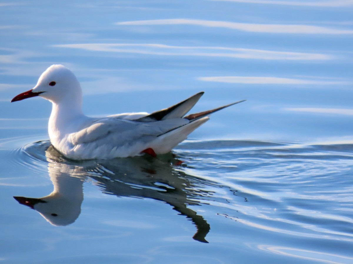 Slender-billed Gull - Francisco Javier Calvo lesmes