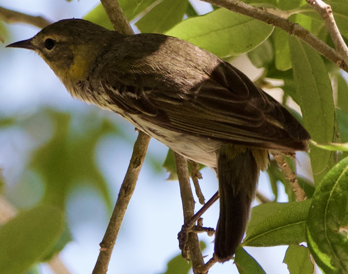 Cape May Warbler - ML618371279