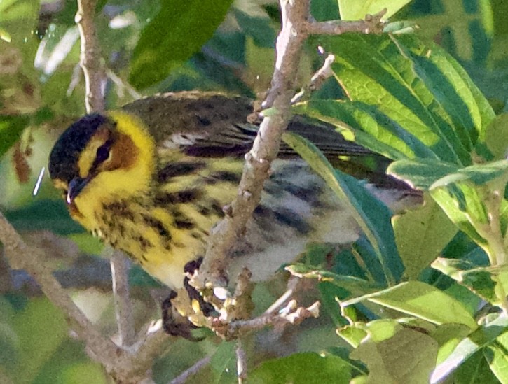 Cape May Warbler - ML618371283