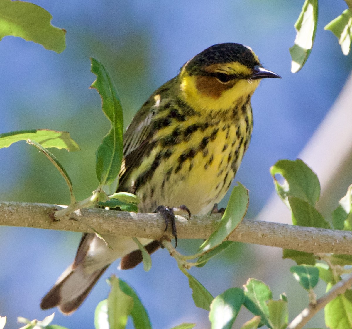 Cape May Warbler - Jessica D