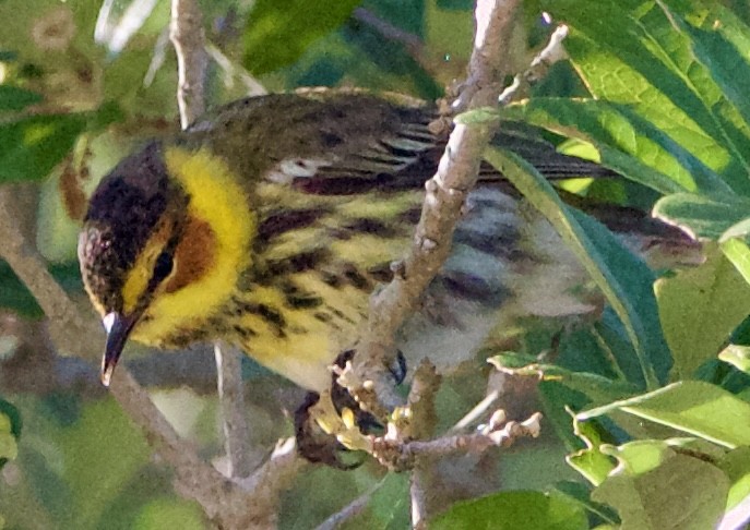 Cape May Warbler - ML618371286