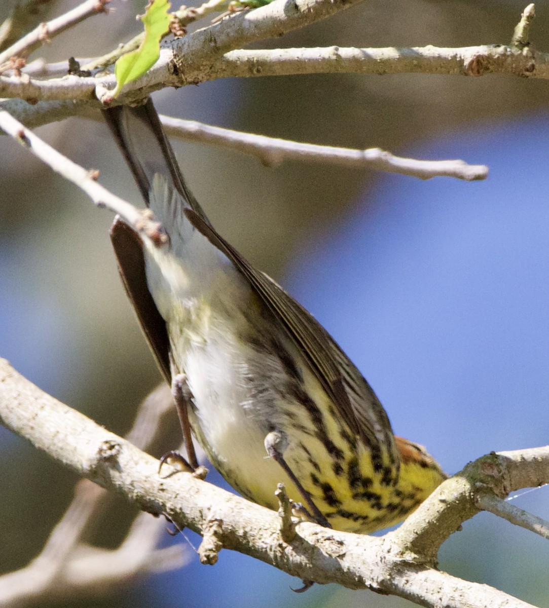 Cape May Warbler - ML618371288