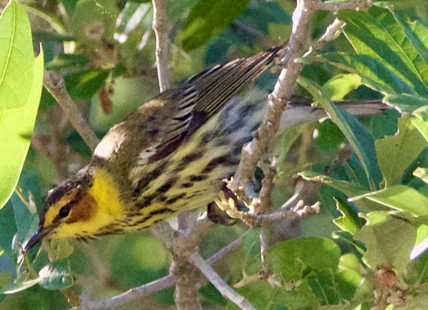 Cape May Warbler - ML618371289