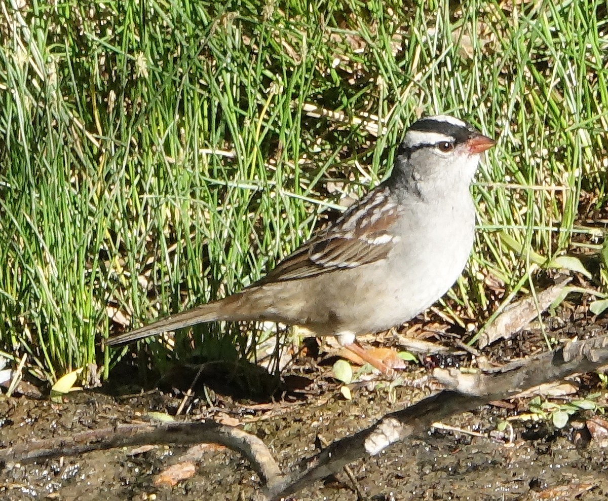 White-crowned Sparrow (Dark-lored) - ML618371315
