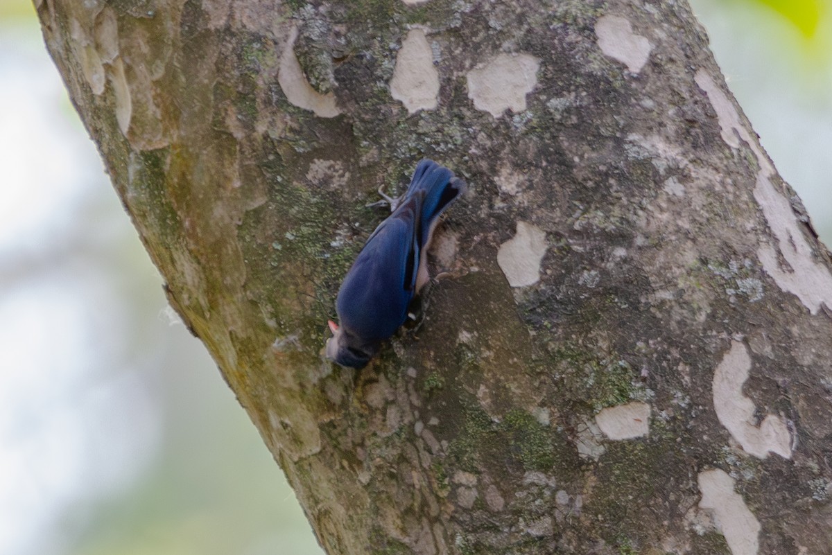 Velvet-fronted Nuthatch - ML618371416