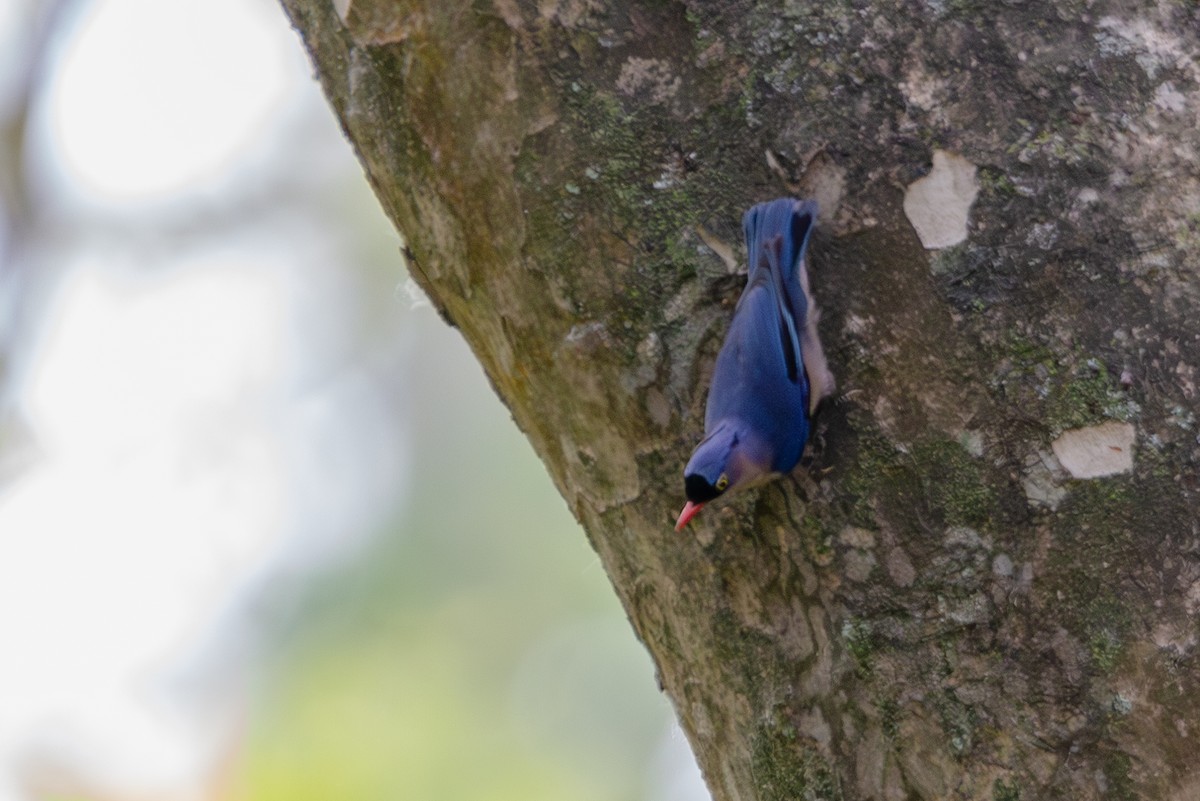 Velvet-fronted Nuthatch - ML618371417