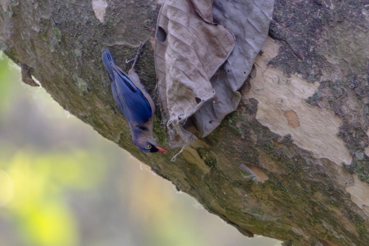 Velvet-fronted Nuthatch - ML618371419