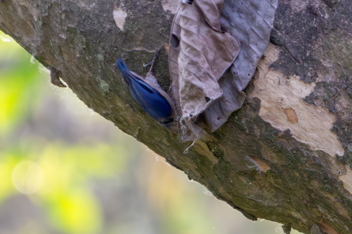 Velvet-fronted Nuthatch - ML618371420