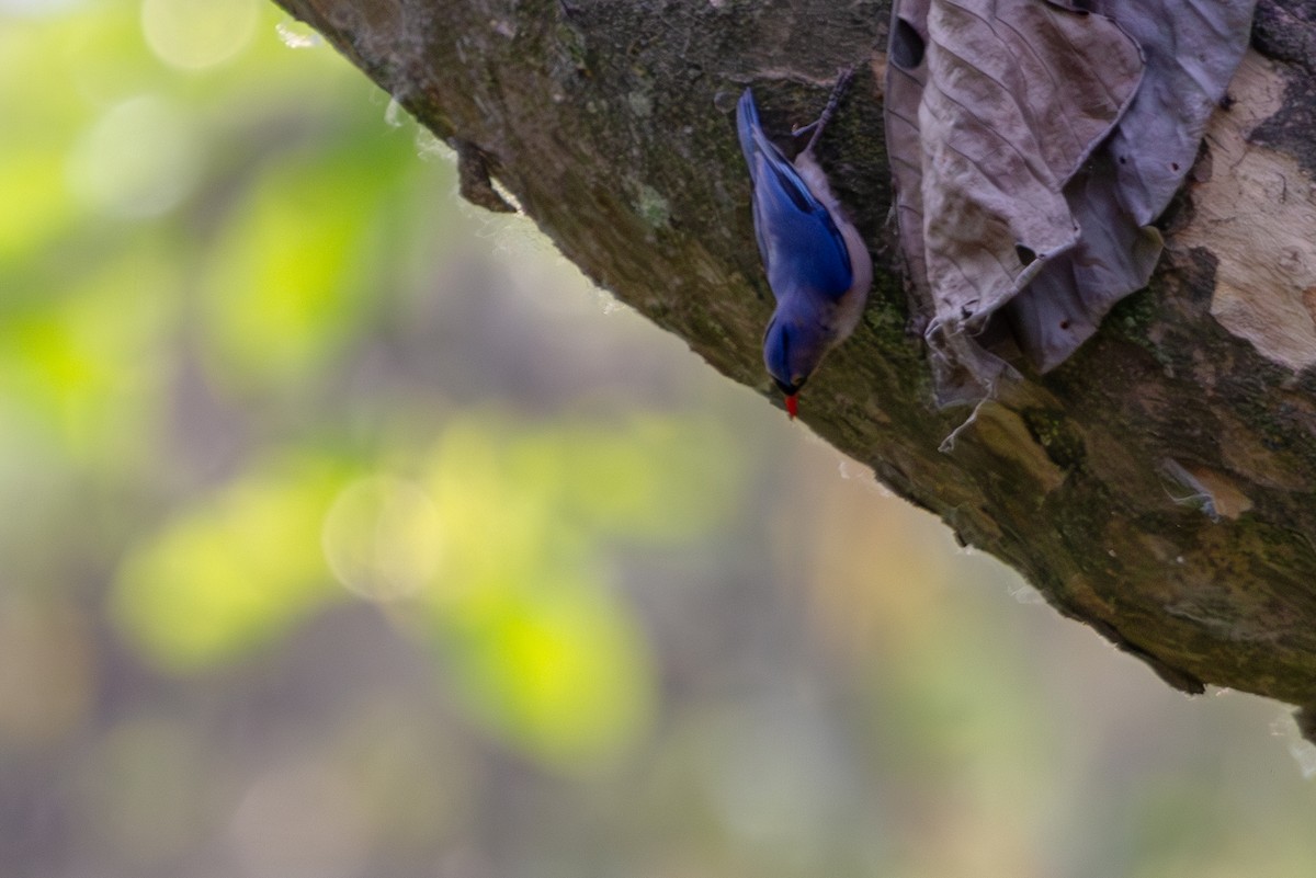 Velvet-fronted Nuthatch - ML618371421