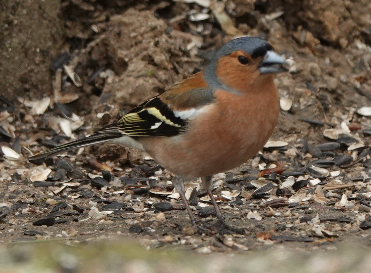 Common Chaffinch - Ben Taylor