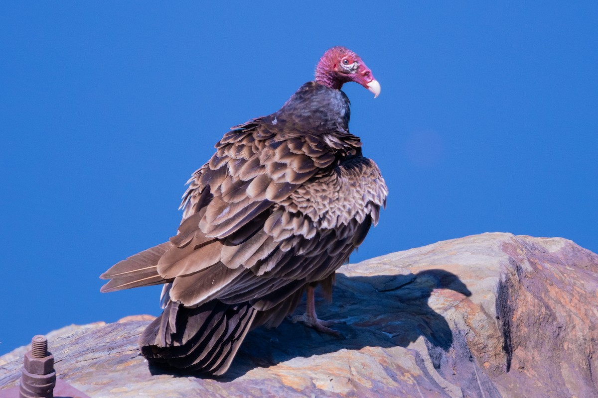 Turkey Vulture - ML618371452