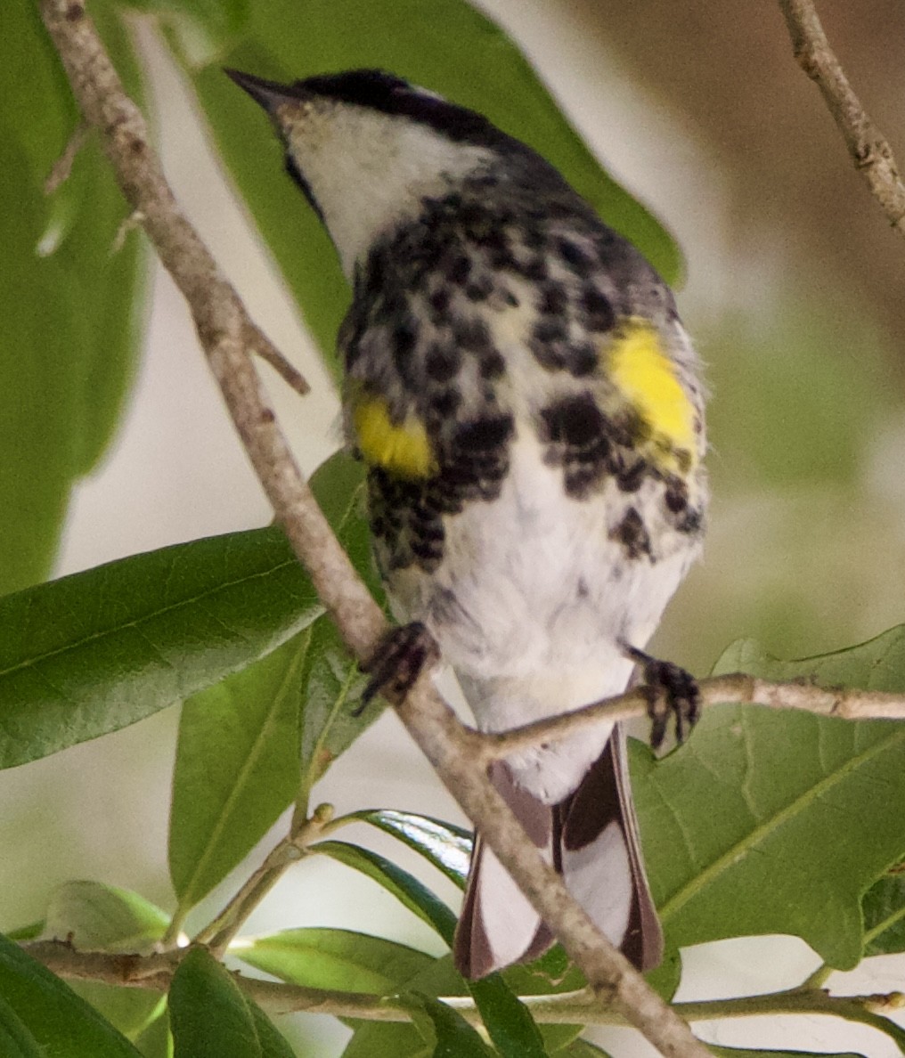 Yellow-rumped Warbler (Myrtle) - ML618371455