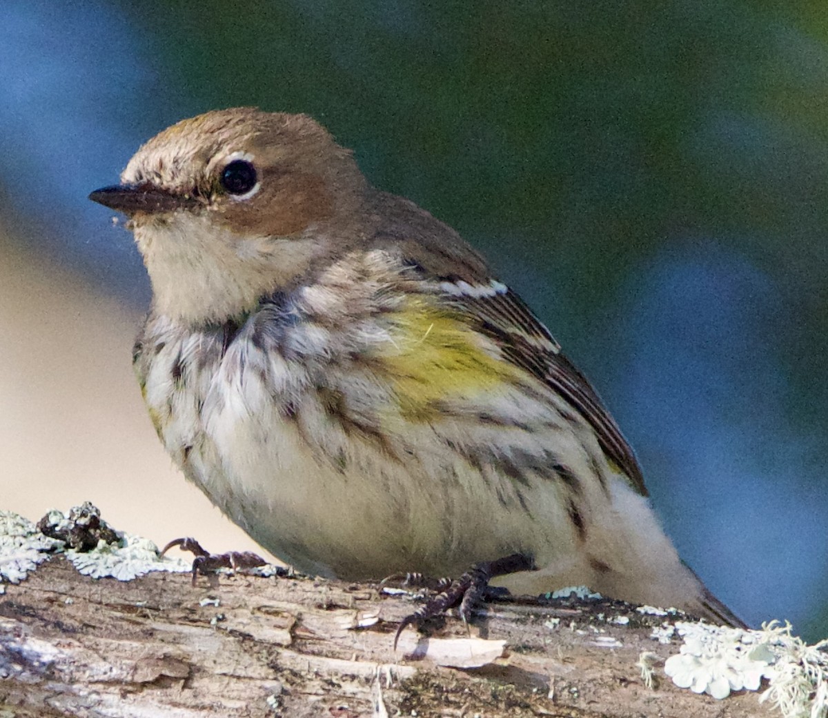 Yellow-rumped Warbler (Myrtle) - ML618371456