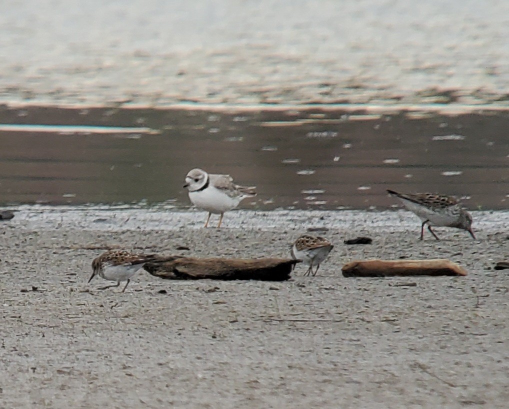Piping Plover - ML618371458