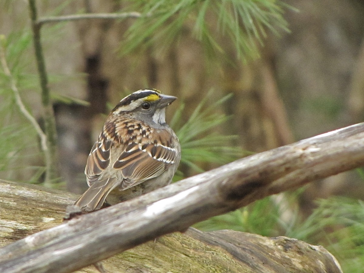White-throated Sparrow - ML618371491