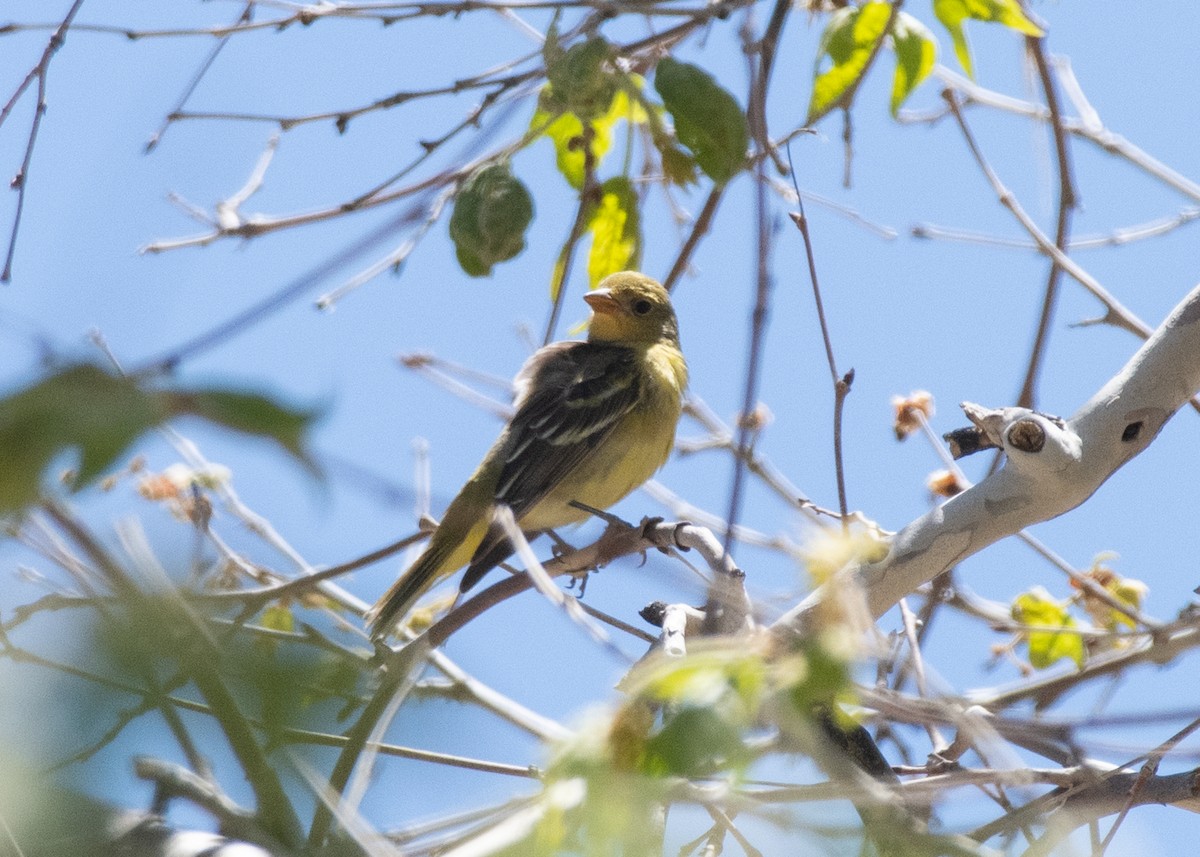 Western Tanager - ML618371524