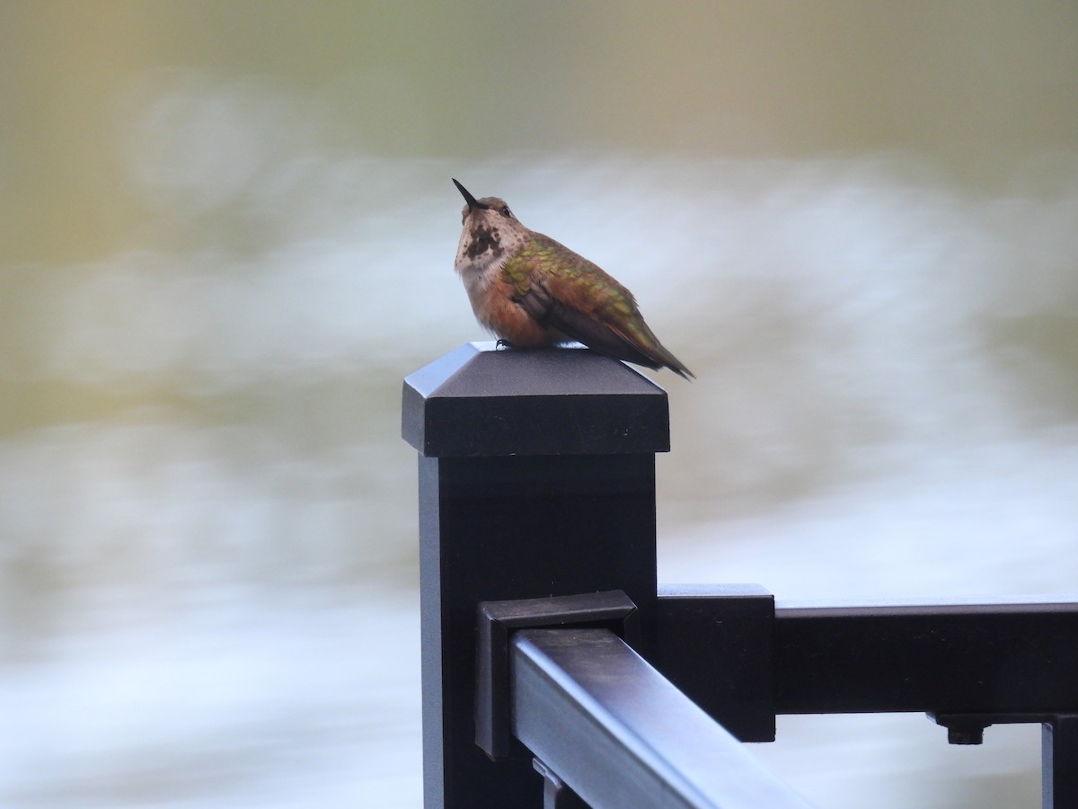 Rufous Hummingbird - ML618371538