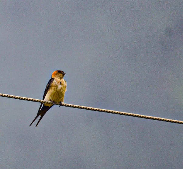 Red-rumped Swallow - ML618371551