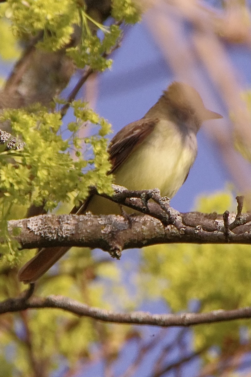 Great Crested Flycatcher - ML618371562