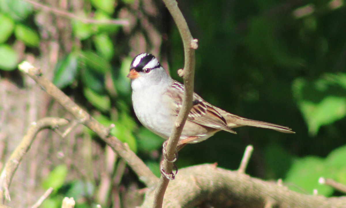 White-crowned Sparrow - ML618371565