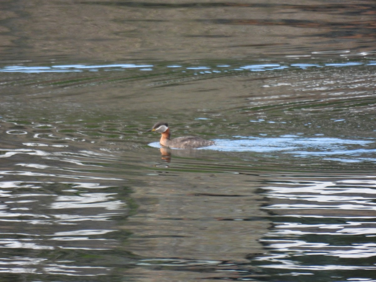Red-necked Grebe - ML618371567