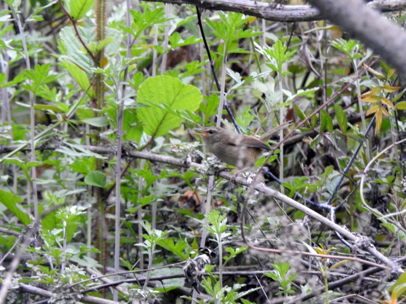 Brownish-flanked Bush Warbler - ML618371620