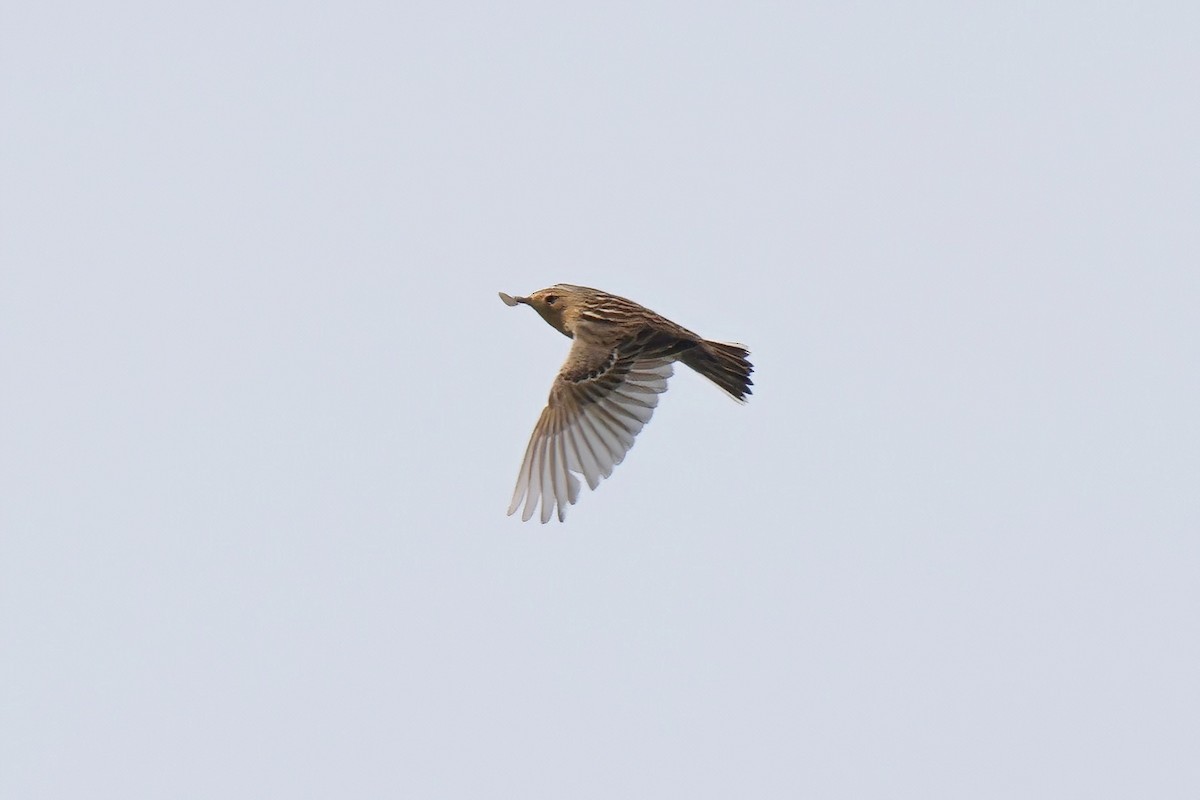 Red-throated Pipit - ML618371663
