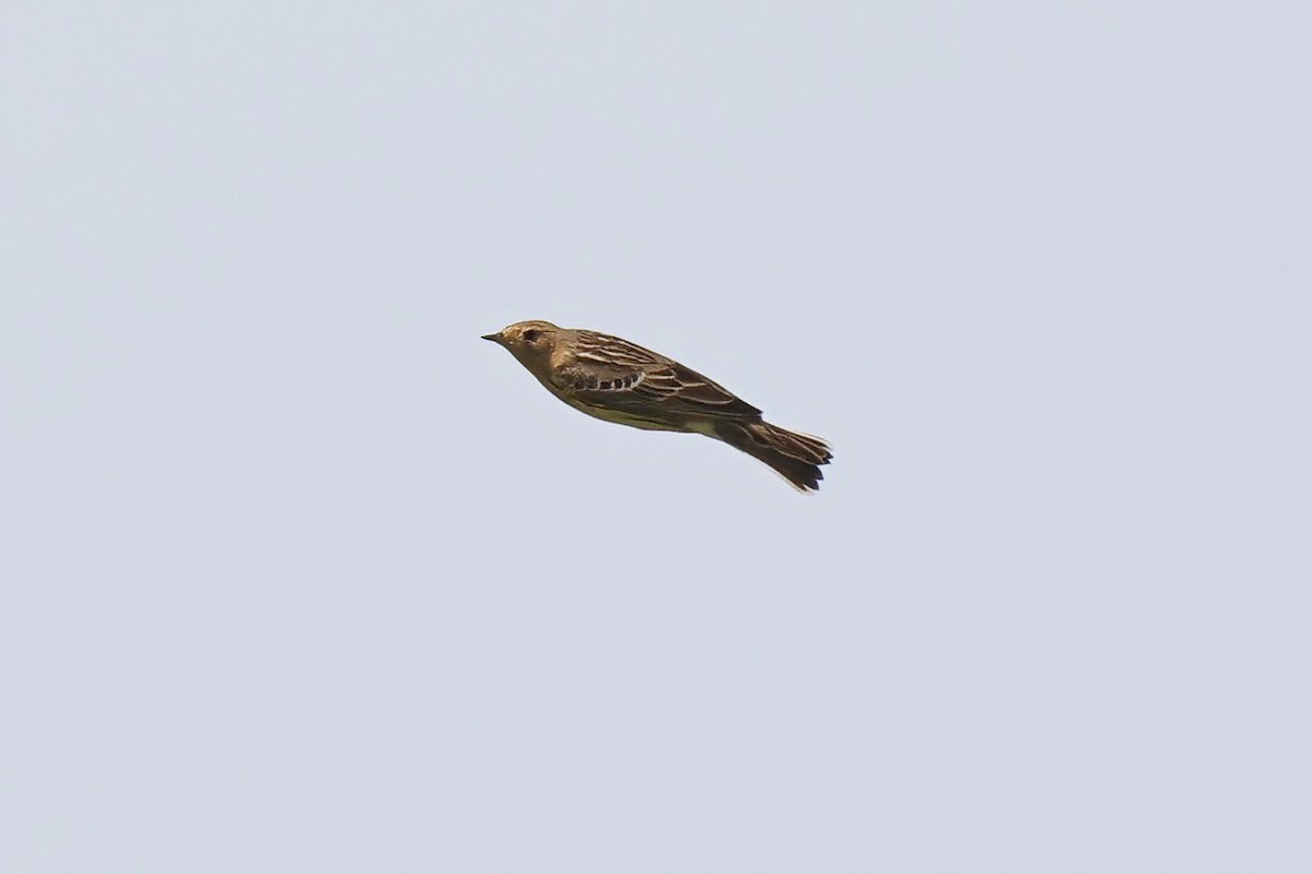 Red-throated Pipit - ML618371670