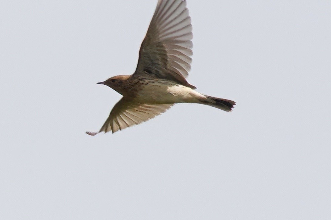 Red-throated Pipit - ML618371681