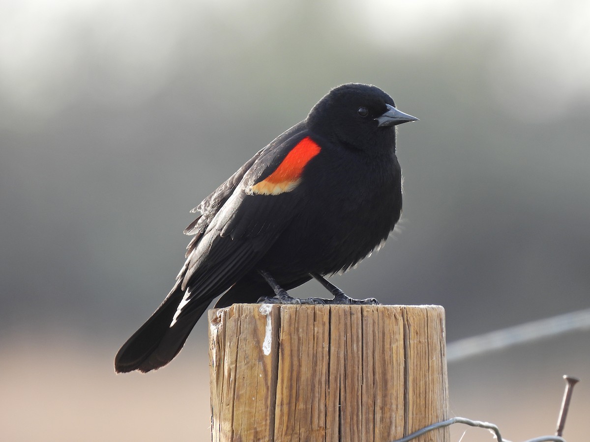 Red-winged Blackbird - ML618371682