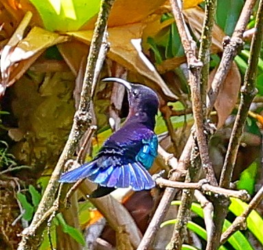 Purple-throated Carib - ML618371699