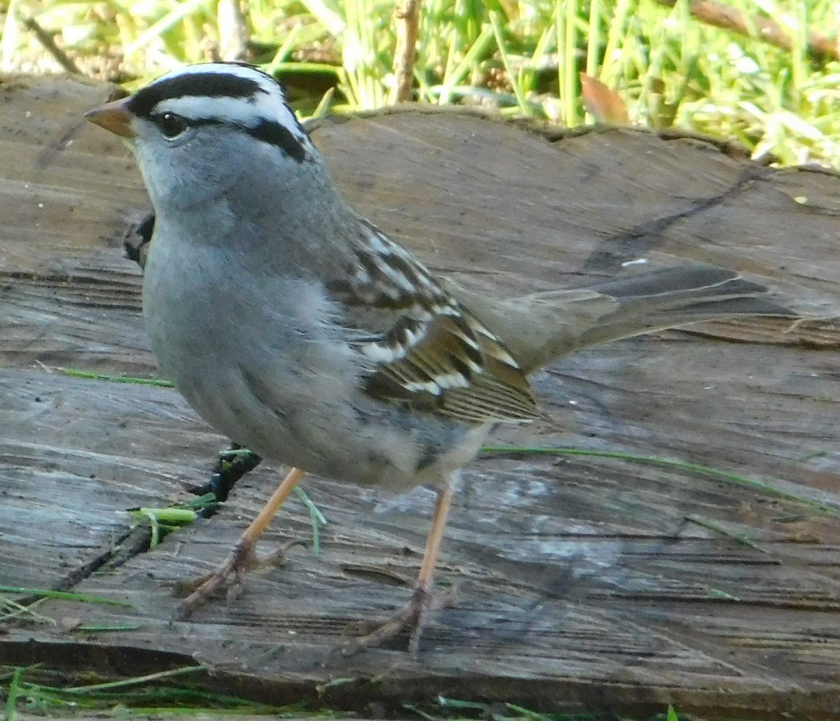 White-crowned Sparrow - ML618371704