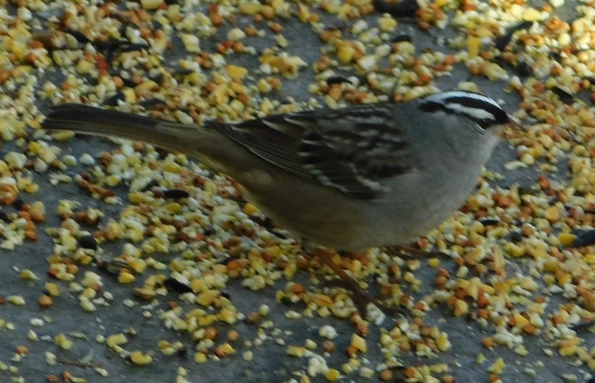 White-crowned Sparrow - ML618371709