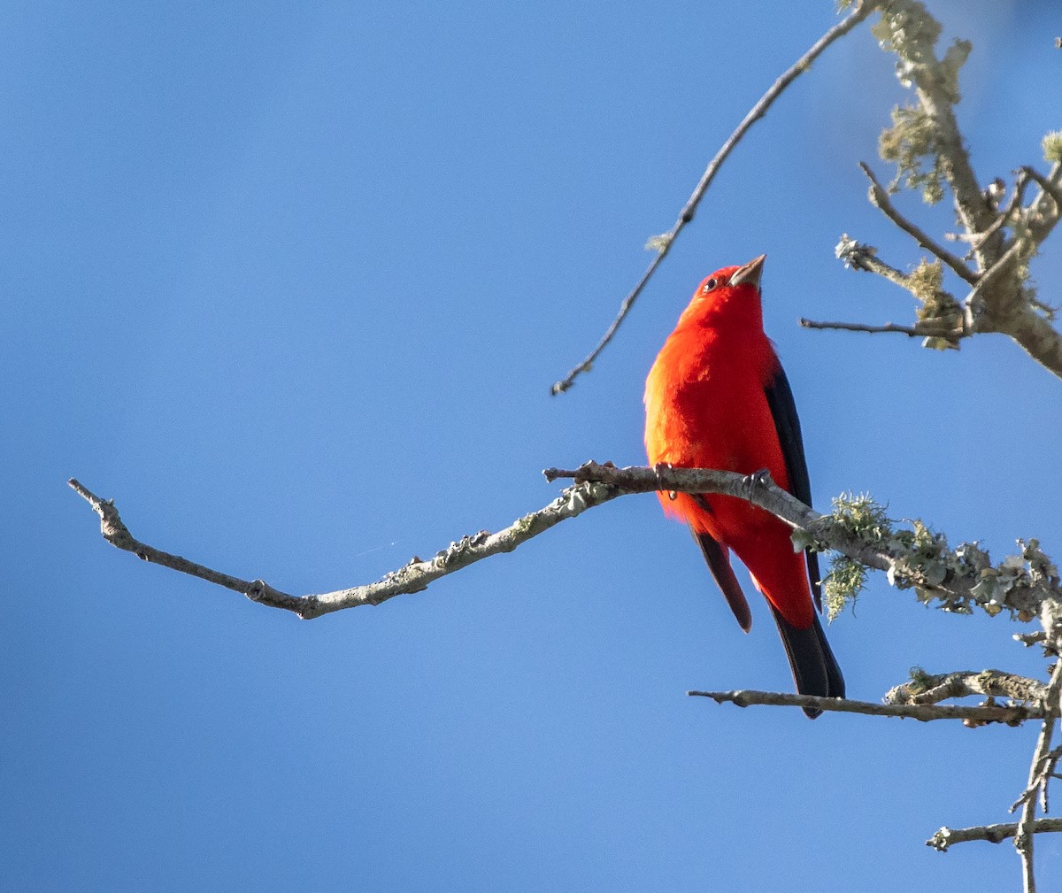 Scarlet Tanager - ML618371712