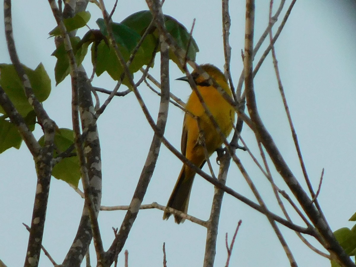 Orchard Oriole - ML618371716