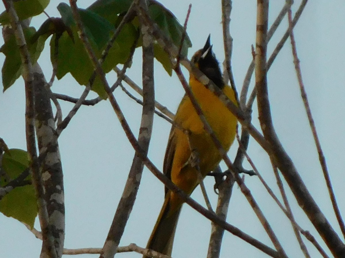 Orchard Oriole - ML618371717