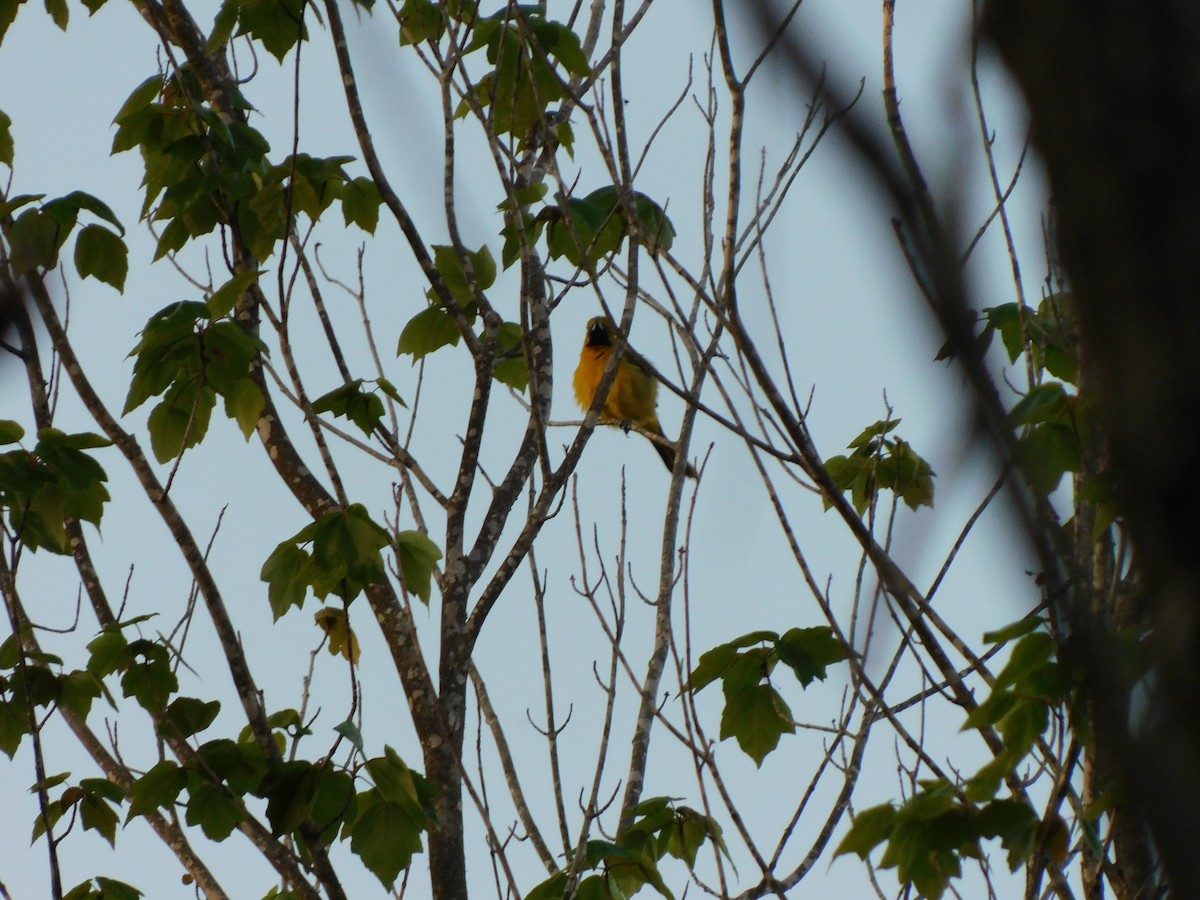 Orchard Oriole - ML618371718