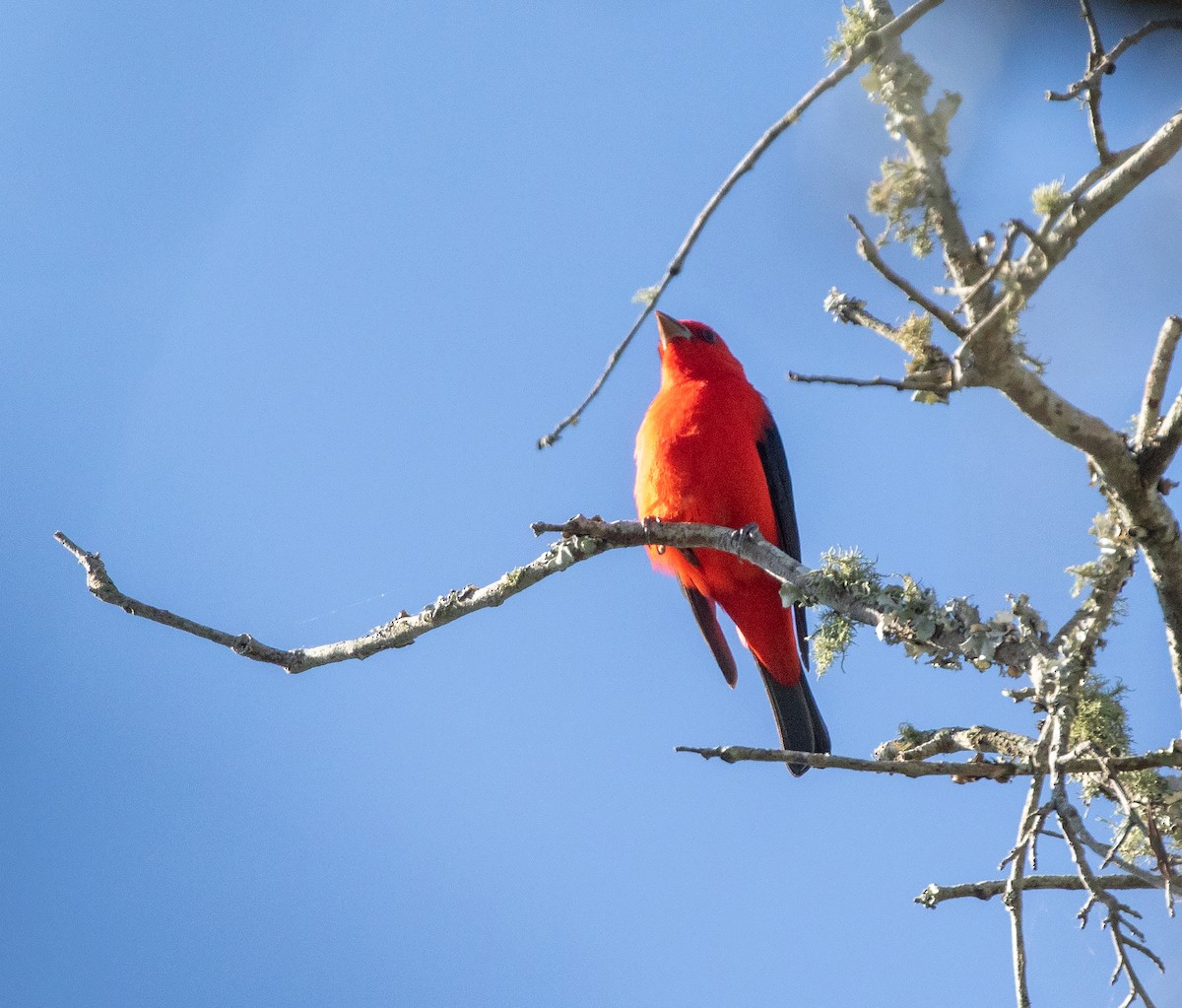 Scarlet Tanager - ML618371720