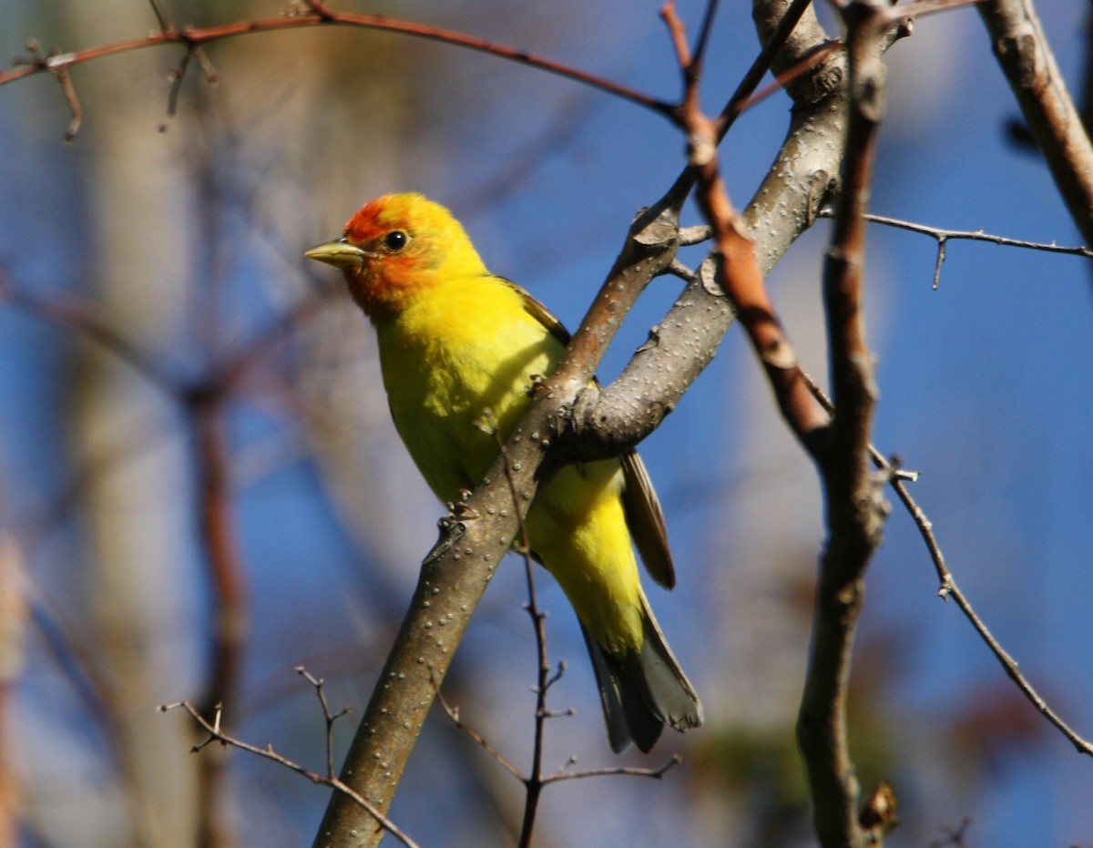 Western Tanager - ML618371774