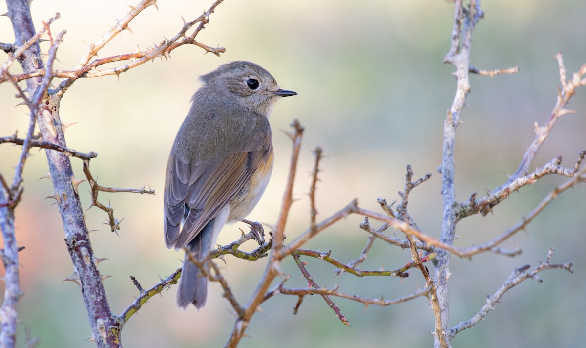 Red-flanked Bluetail - ML618371813