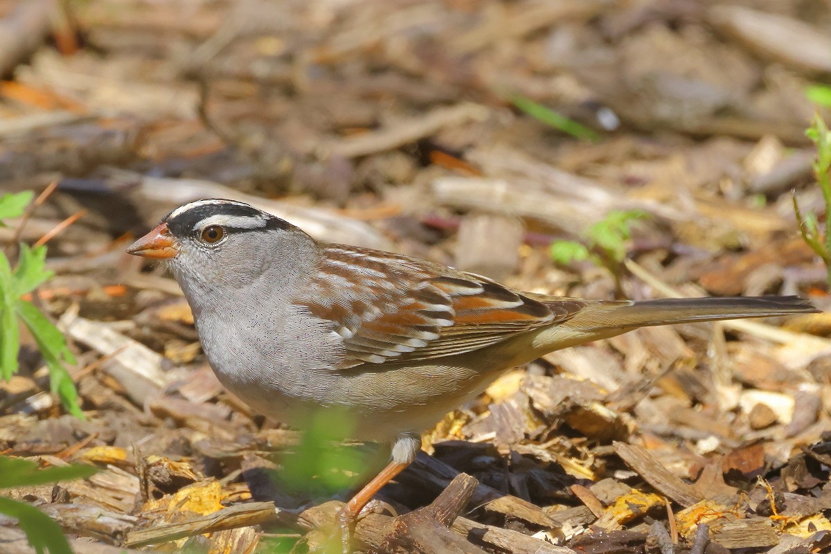 White-crowned Sparrow - ML618371815