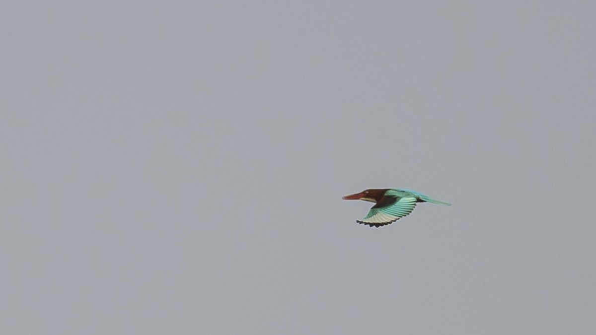 White-throated Kingfisher - ML618371830
