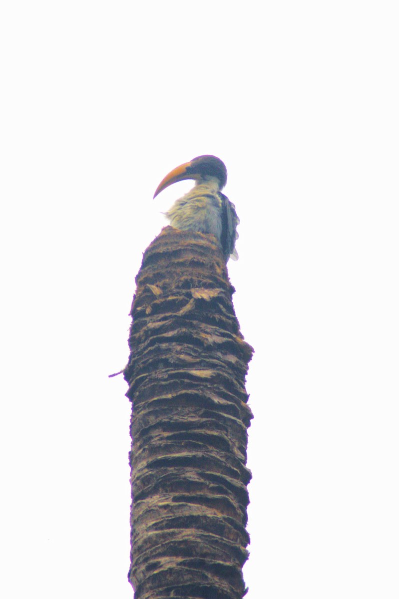 Sri Lanka Gray Hornbill - ML618371852